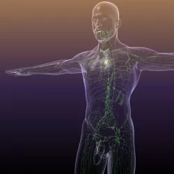 Lymphatic System in Human Body 3d model