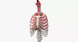 Male Ribcage with Respiratory System 3d model