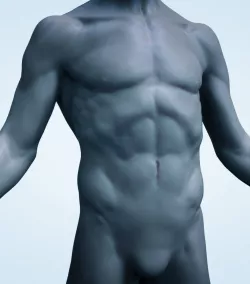 Male Torso 3d model