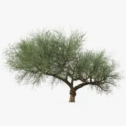 Olea Europaea or Olive Tree 3d model