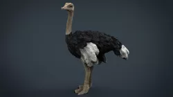 Ostrich 3d model