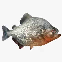 Piranha 3d model