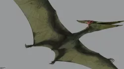 Pterodon 3d model