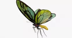 Queen Alexandras Birdwing Flying Pose 3d model