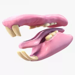Rat Mouth 3d model
