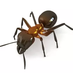 Red Ant 3d model