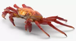 Red Rock Crab 3d model
