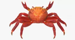 Red Rock Crab Rigged 3d model