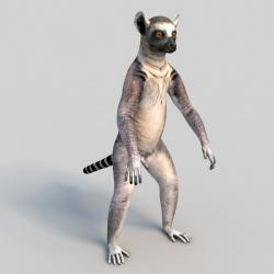 ring tailed lemur 3d models 【 STLFinder