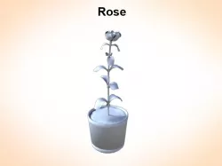 Rose 3d model
