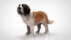 SAINT BERNARD 3d model