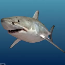 Shark 3d model
