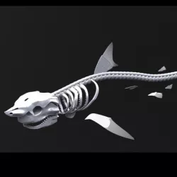 Shark Skeleton