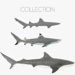 Sharks Collection 3d model
