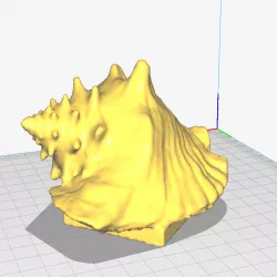 Shell - Queen Conch