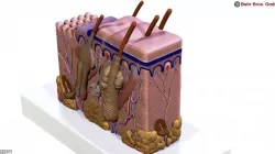 Skin 3d model