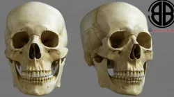 Skull 3d model