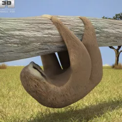 Three-Toed Sloth 3d model