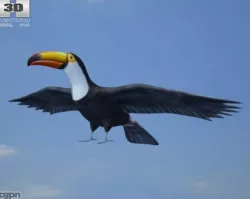 Toco Toucan (Ramphastos Toco) 3d model