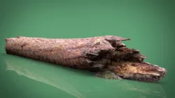 TREE TRUNK 3d model