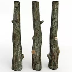 tree trunk 3d model