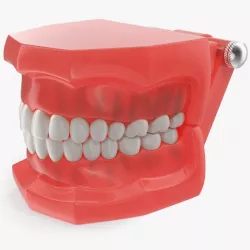 Typodont Teeth 3d model