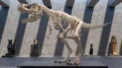 Tyrannosaurus Rex Skeleton 3d model