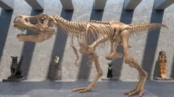 Tyrannosaurus Rex Skeleton Fossil Rigged 3d model