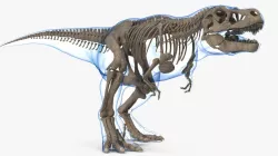 Tyrannosaurus Rex Skeleton Fossil with Skin Walking Pose 3d model