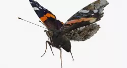 Vanessa Atalanta Butterfly Flying Pose with Fur 3d model