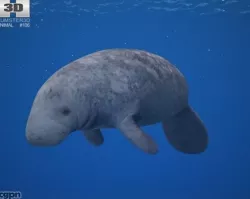 West Indian Manatee (Trichechus Manatus) 3d model