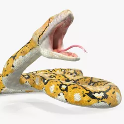 Yellow Python Snake Attack Pose 3d model