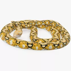 Yellow Python Snake Rigged 3d model