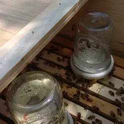 Bee Feeder Ring