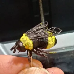 Bumblebee
