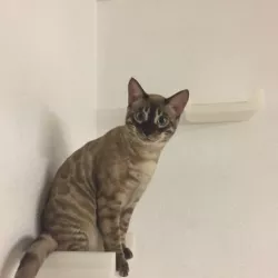 cat step stairway - concealed wall mounting