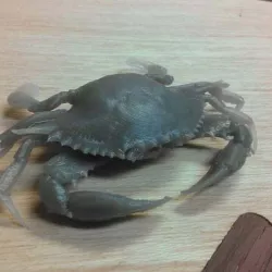 Chesapeake Blue Crab