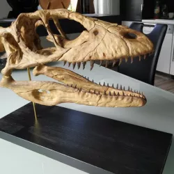 Deinonychus Skull