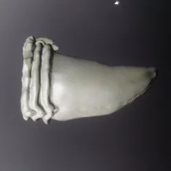 Drinking horn