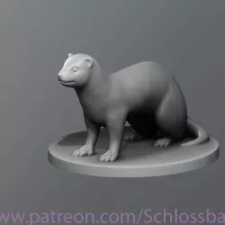 Ferret