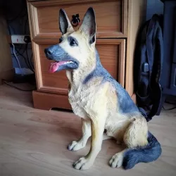 German Shepherd Alsatian dog.