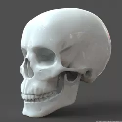 Human Skull model M3P1D1V1Skull