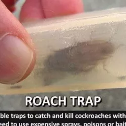Roach Trap...Reusable trap to catch and kill cockroaches