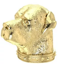 Rottweiler head  With collar