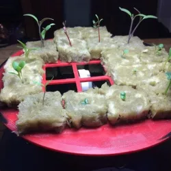 Seed starter for AeroGarden 3 and rockwool cubes