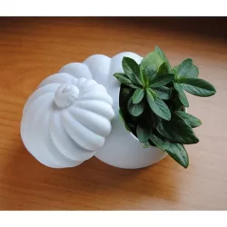 Shell Planter