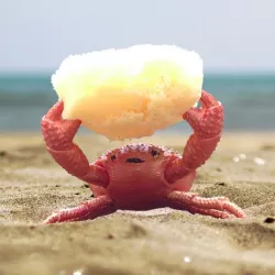 Sponge crab holder.