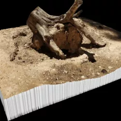 Tree stump