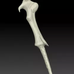 Voldemort's wand