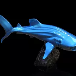 Whale Shark